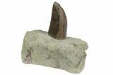 Serrated, Allosaurus Tooth On Sandstone - Colorado #173067-1
